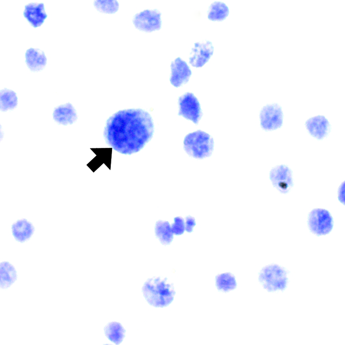 Blue Feulgen DNA Ploidy Analysis Staining Kit